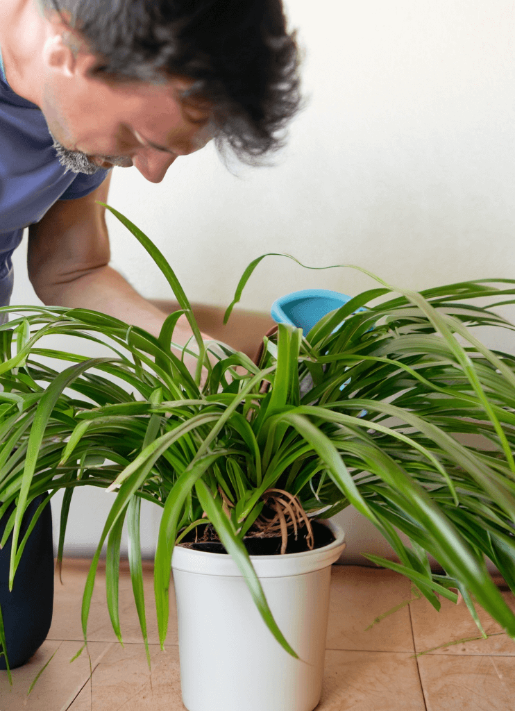 A person watering a Spider Plant