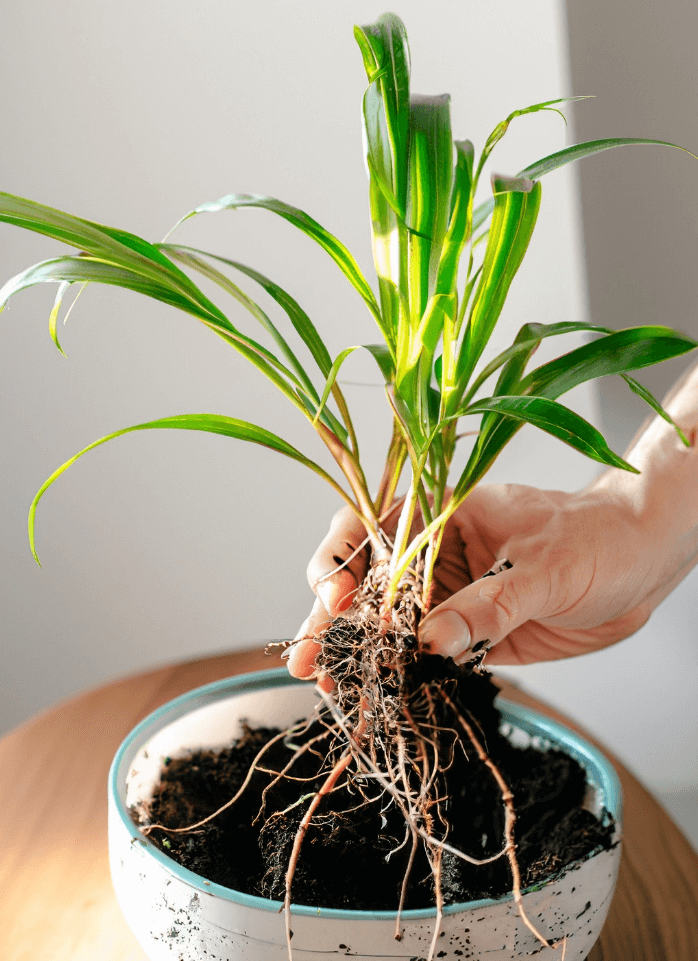 Hand holding a Spider Plant plantlet with roots