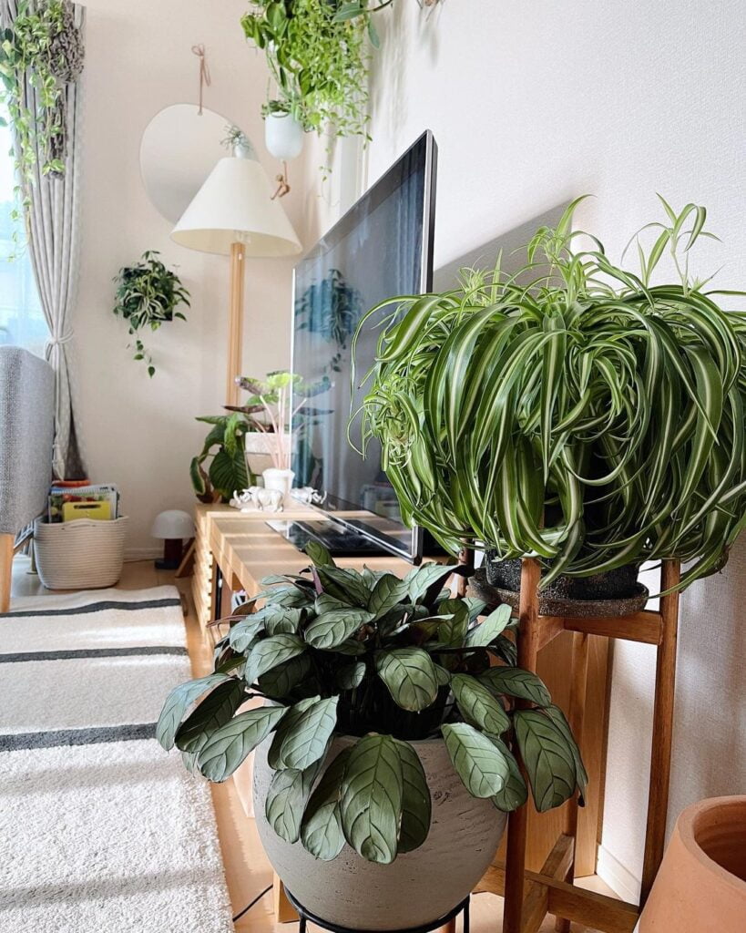 Spider Plant in living room