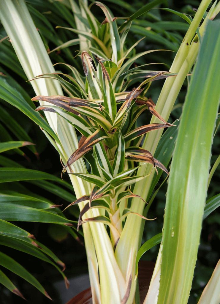 Spider Plant with brown leaf tips
