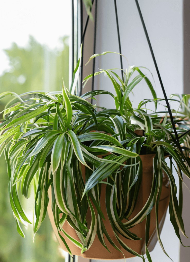 Spider Plant with variegated leaves in a hanging basket near a window